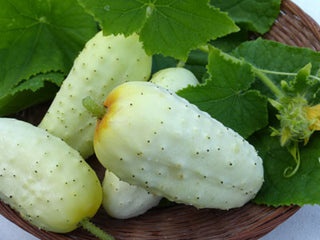 Arkansas Little Leaf H-19 CUCUMBER, PICKLING 2g seed