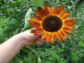Sonja SUNFLOWER, ORNAMENTAL 1g seed, USDA Certified Organic
