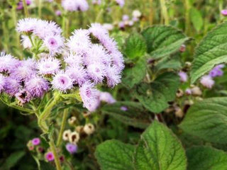 Dondo Blue Flowers