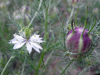 01605 - Love-in-a-Mist Mixed Colors Nigella