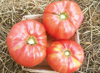 Williams Striped TOMATO .16g seed