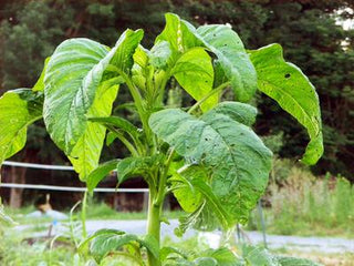 33121 - Callaloo Amaranth Greens