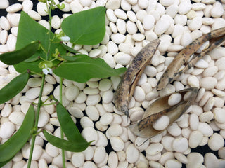 14104 - Henderson Bush