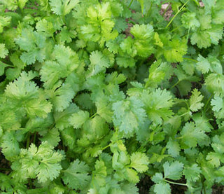 71216 - Cilantro (Coriander)