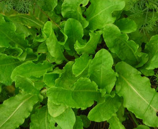 71246 - Sorrel, Garden