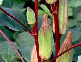 69111 - Hill Country Heirloom Red