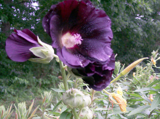 01109 - Hollyhock, Black