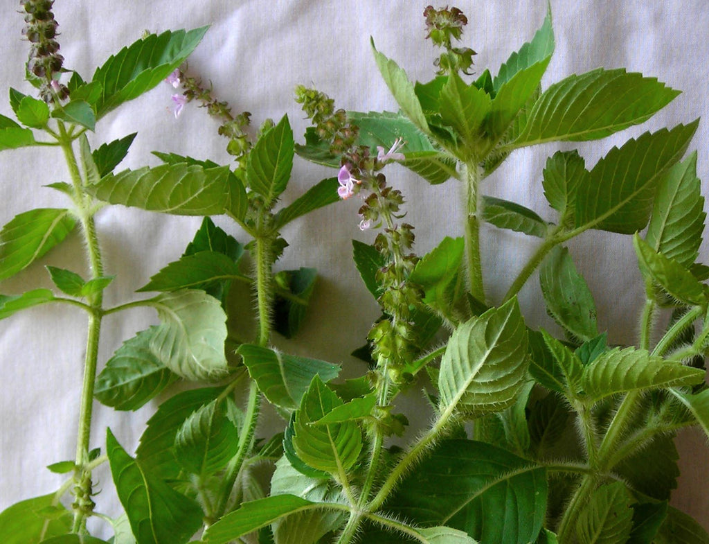 71104 - Basil, Kapoor (Holy) – Southern Exposure Seed Exchange