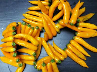 46526 - Aji Chinchi Amarillo Hot Pepper