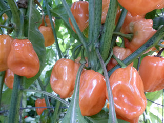 46506 - Habanero