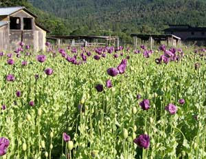 Belle Isle (Upland Cress)