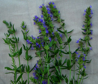 71230 - Hyssop