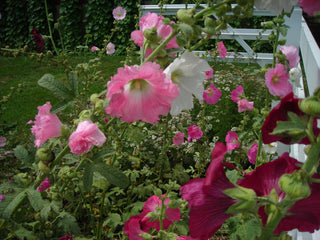01145 - Outhouse Hollyhock
