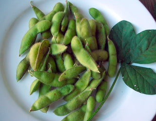 11503 - Lanco Edamame