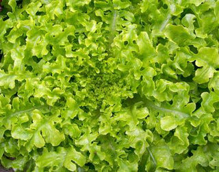 62502 - Salad Bowl