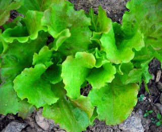 Tennis Ball LETTUCE, BATAVIAN/CRISPHEAD