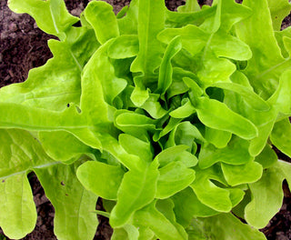 62110 - Thai Oakleaf (Thai 88)