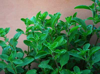 71234 - Marjoram, Sweet