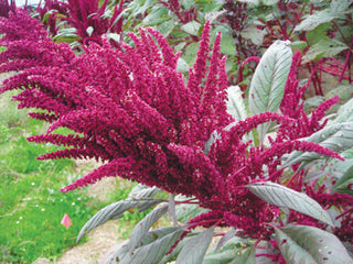 72103 - Mayo Indian Amaranth