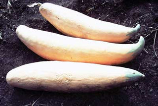 Rouge Vif D'tampes (Cinderella) PUMPKIN