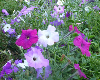 01131 - Petunia, Old Fashioned Vining