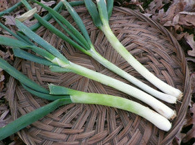 66501 - Evergreen Hardy White