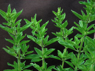 71237 - Oregano, Greek