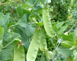 Sugar Snap PEA, SNAP (TALL) 28g seed, USDA Certified Organic