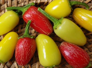 46529 - Jaloro Jalapeño