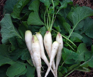 Sparkler White Tip RADISH 7g seed, USDA Certified Organic