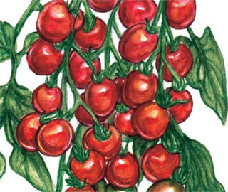 Riesentraube TOMATO, CHERRY