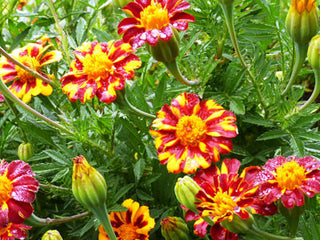 01173 - Marigold, Red Metamorph