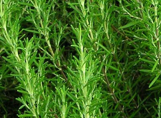 71239 - Rosemary