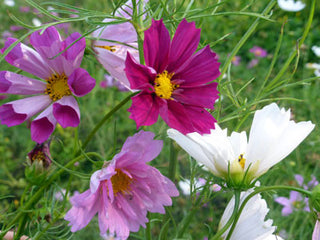 Sweet William