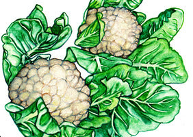 23102 - Snowball Self-Blanching