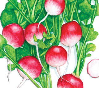 Misato Rose RADISH, FALL