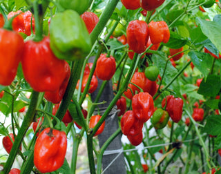 46601 - Aji Dulce