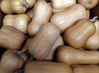 53621 - South Anna Butternut Winter Squash