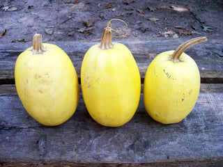 53110 - Spaghetti Squash