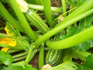 53120 - Costata Romanesca