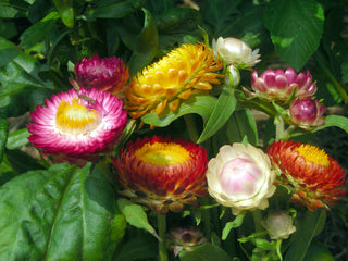 01608 - Strawflower Tall Mix