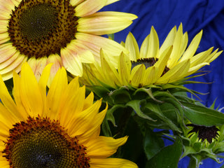 05301 - Sunflower, Autumn Beauty