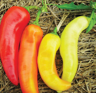 Red Cherry (Cherry Sweet) PEPPER, FRYING .5g seed, USDA Certifie