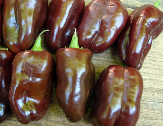 46103 - Sweet Chocolate (Choco)