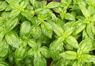 71107 - Basil, Sweet Genovese