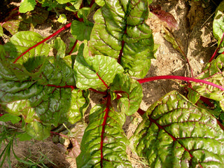 32102 - Ruby Red (Rhubarb Chard)