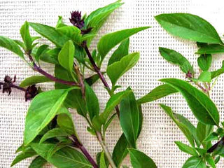 71112 - Basil, Sweet Thai