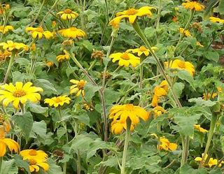 01123 - Tithonia, Yellow Torch