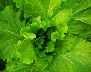 Tatsoi MUSTARD 2g seed, USDA Certified Organic