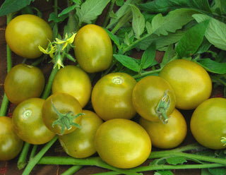 49118 - Green Grape